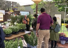 Visitors checking out the varieties at Han Picked Vegetables booth. 
